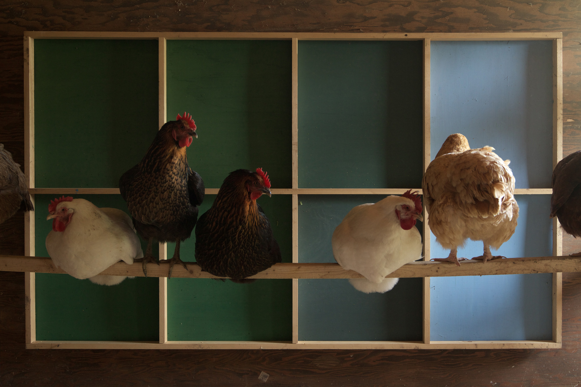 chicks