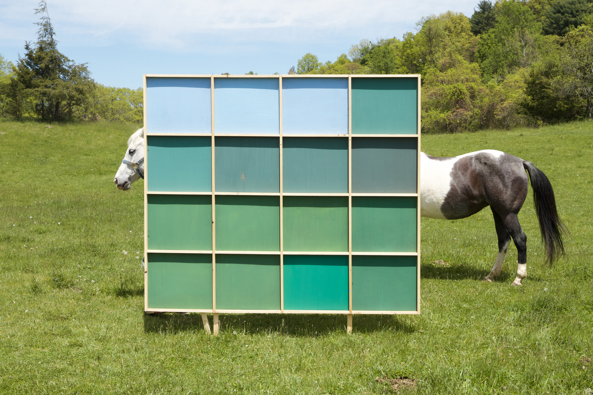 horses