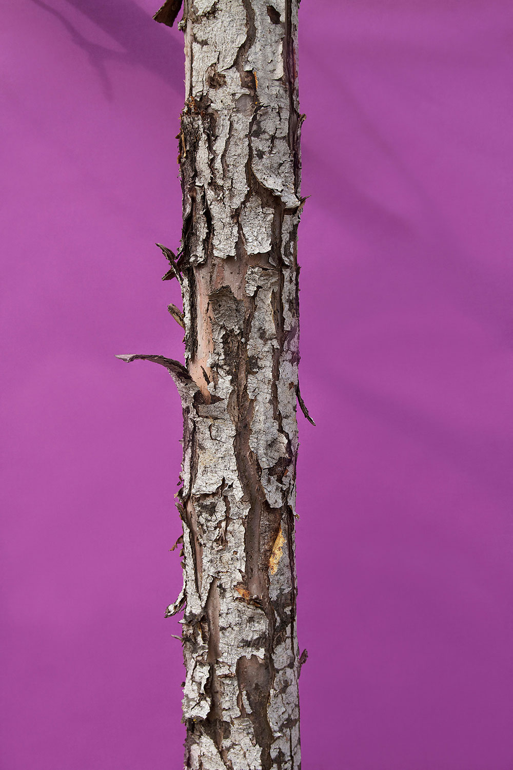 trunk1