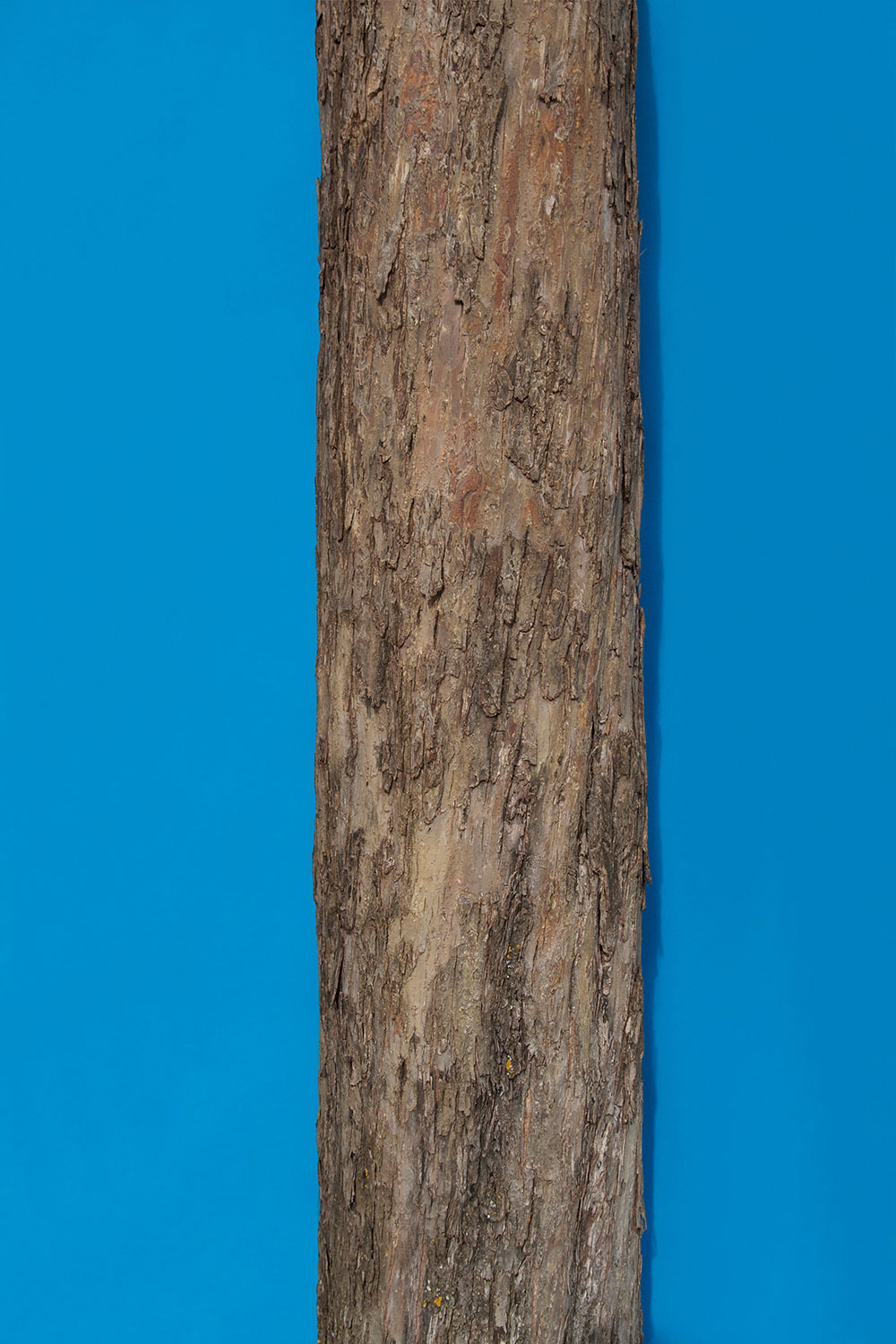 trunk2