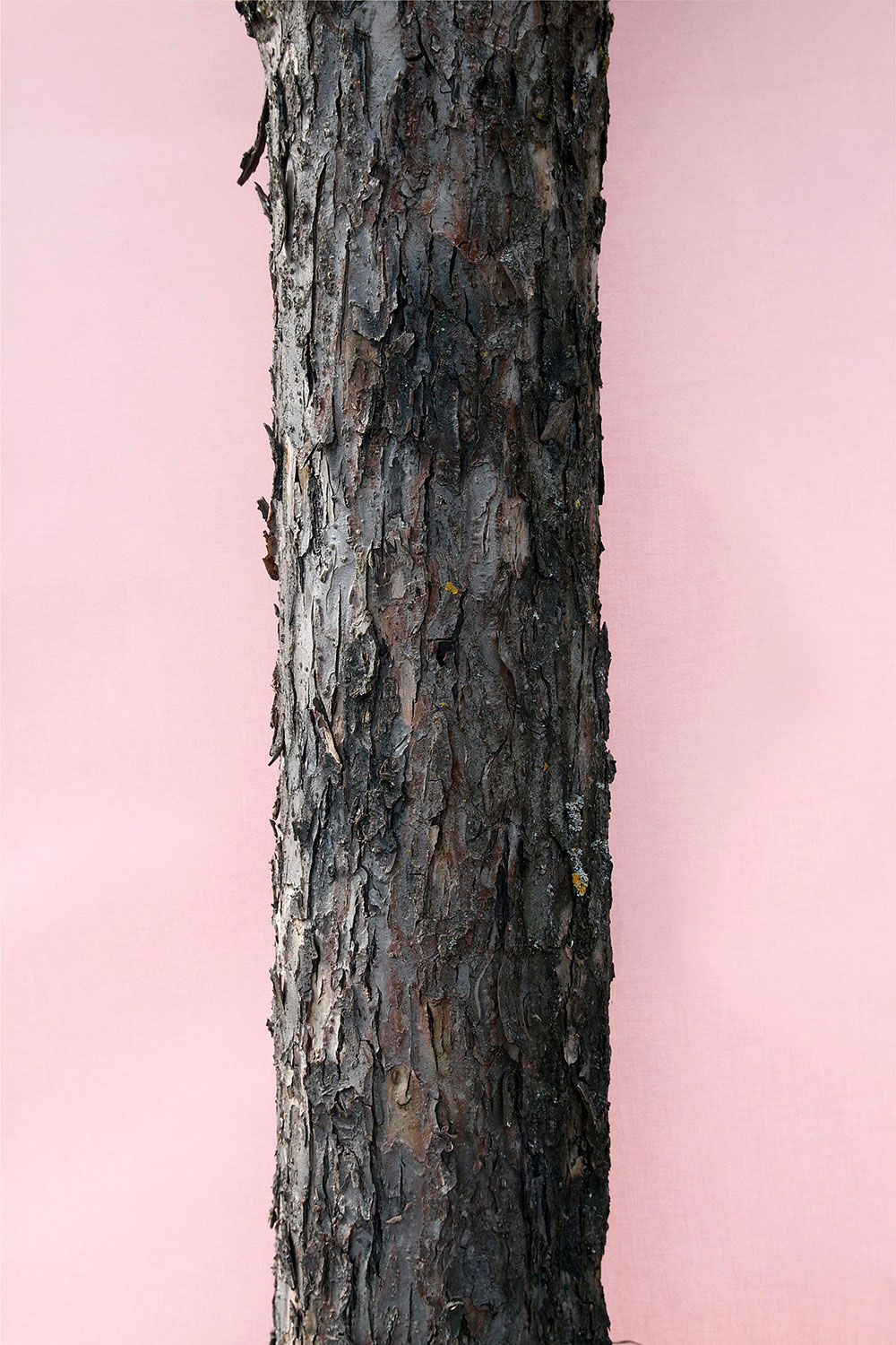 trunk3