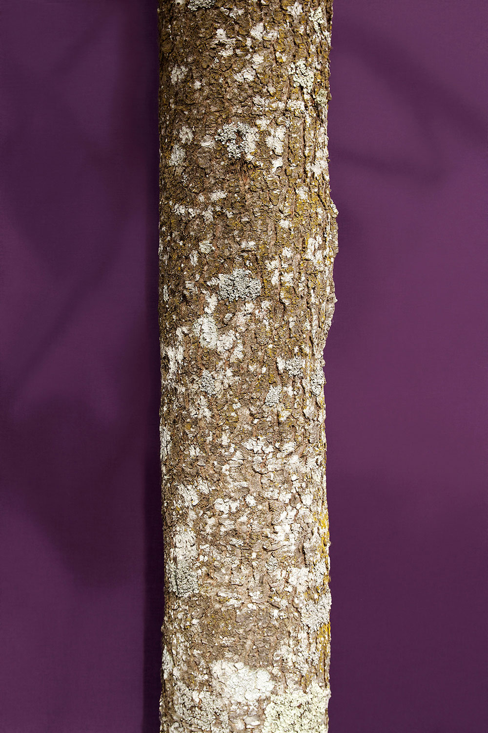 trunk4