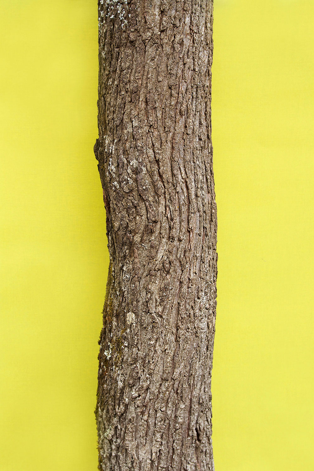 trunk5