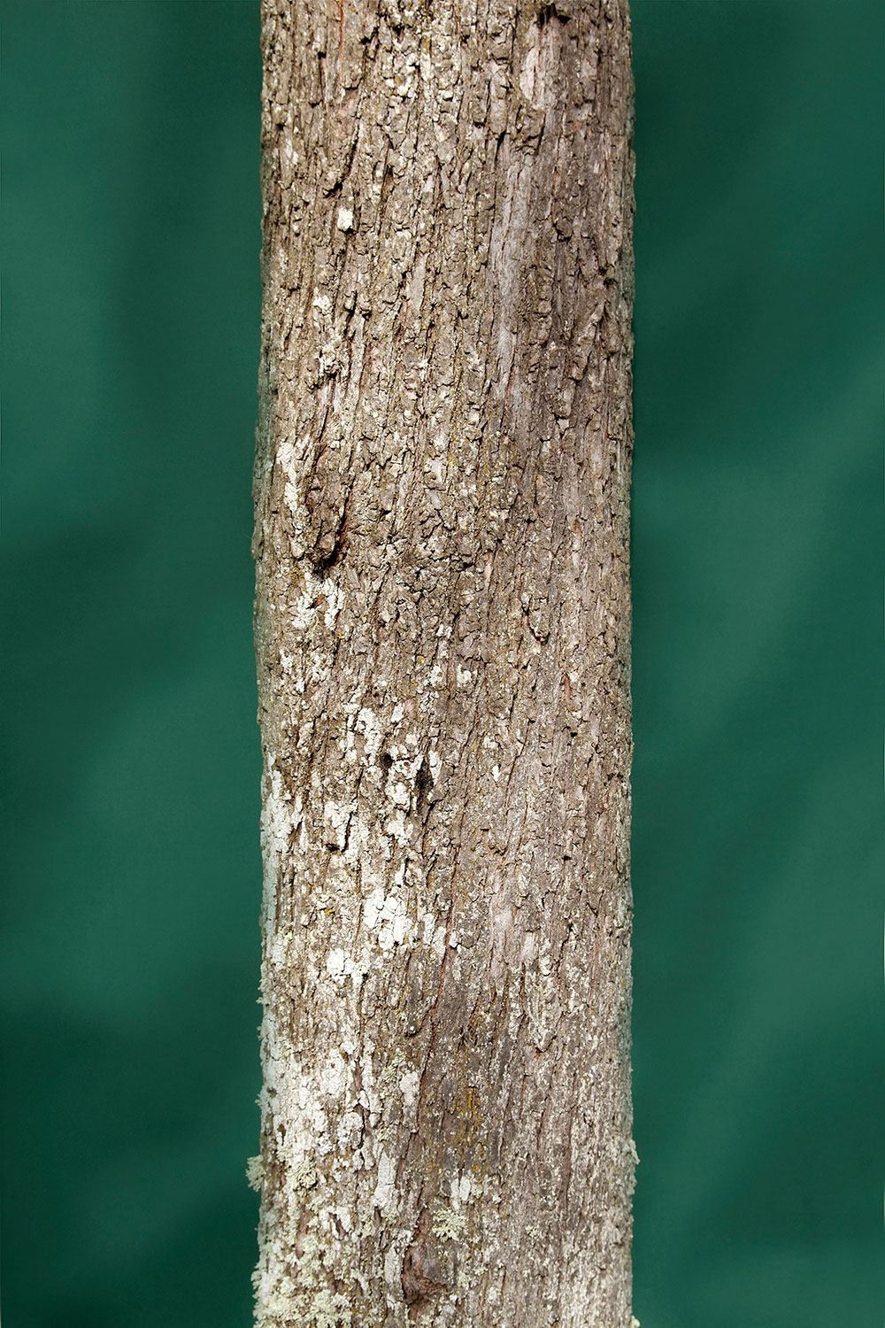 trunk6